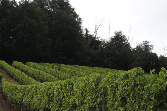 La Vigne actuellement