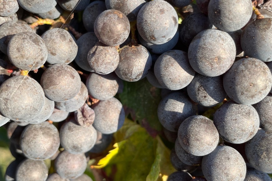 VENDANGES PRECOCES 2022