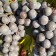 VENDANGES PRECOCES 2022