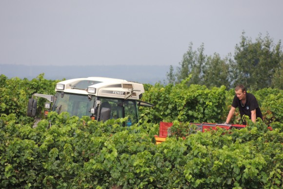  DE LA VIGNE AU CHAI   AU CHAI