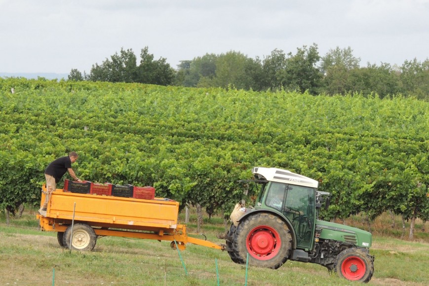  DE LA VIGNE AU CHAI   AU CHAI