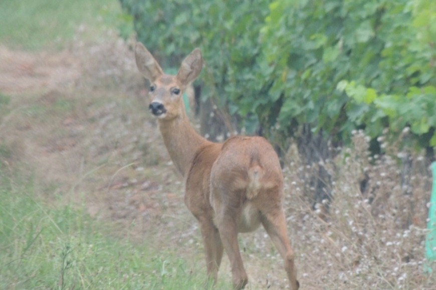 RENCONTRES FORTUITES DANS LES VIGNES