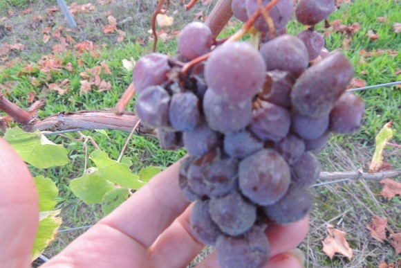 VENDANGES EN FAMILLE