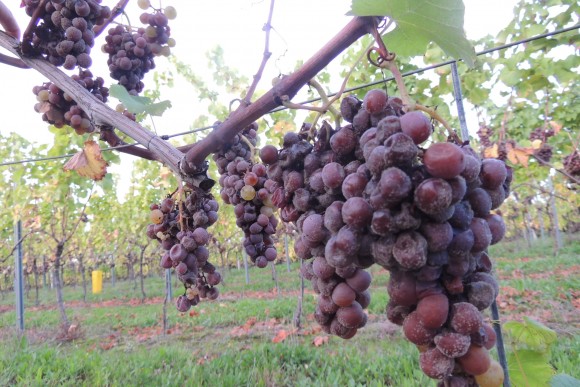 VENDANGES EN FAMILLE