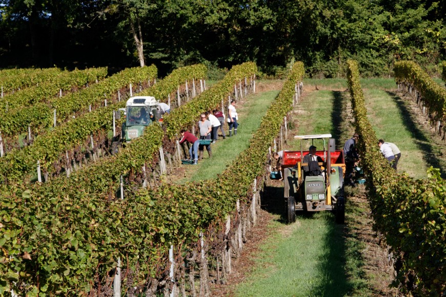 VENDANGES EN FAMILLE