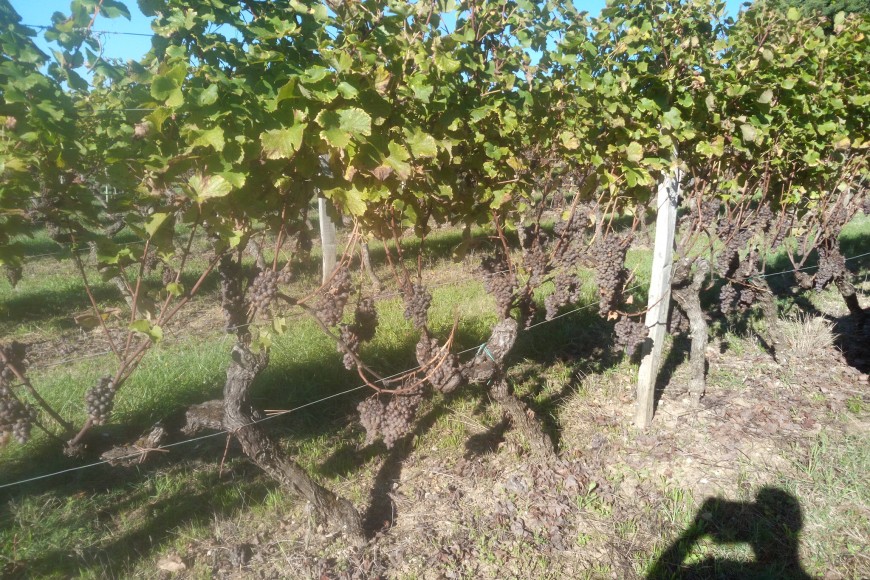 VENDANGES EN FAMILLE