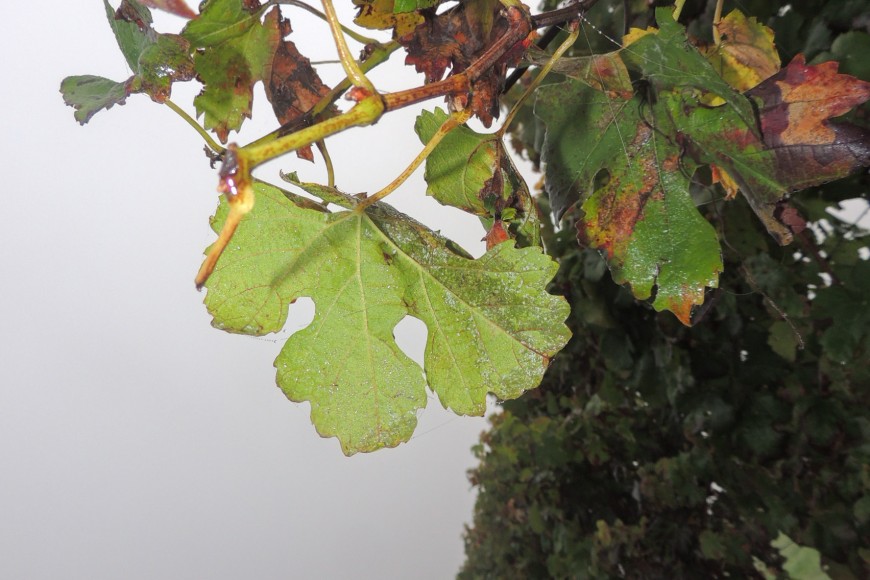 OCTOBRE UN MATIN